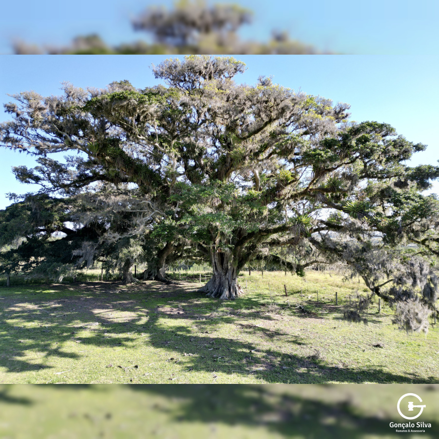 Fazenda com 140 Hectares na região de Glórinha