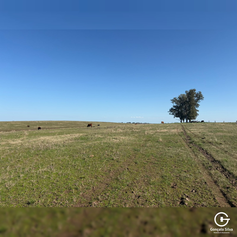 Fazenda com 360 Hectares em Candiota/Bagé