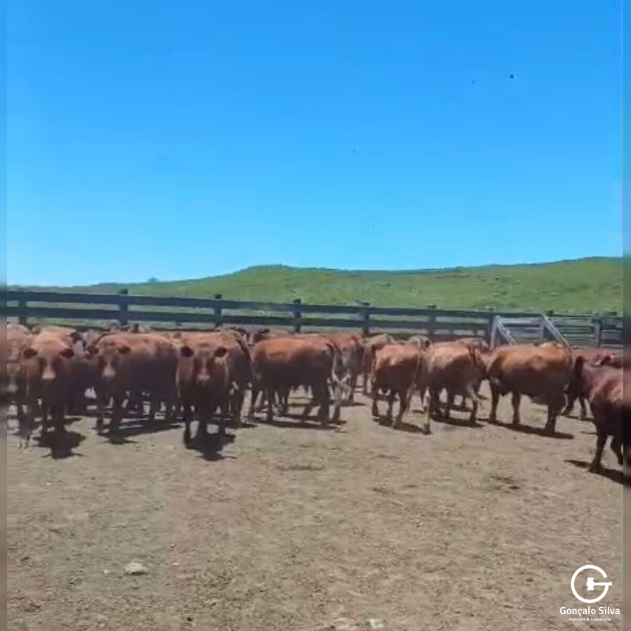 BOVINOS - 46 TERNEIROS CASTRADOS - CRUZA RED ANGUS