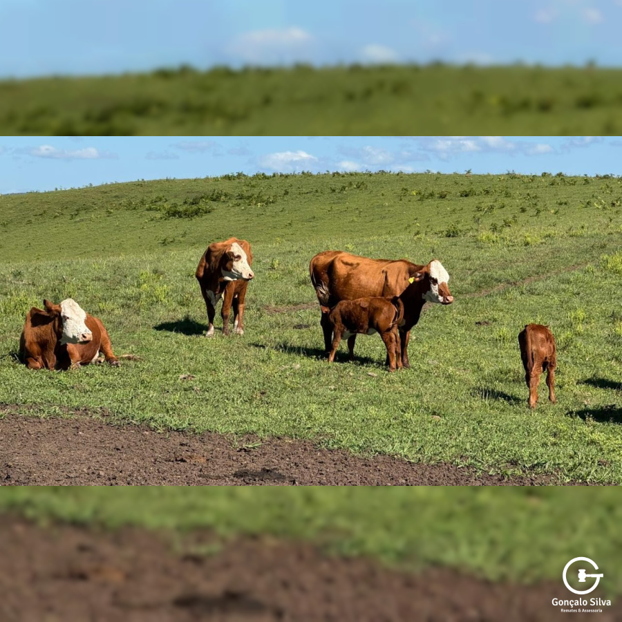 Fazenda com 223 Hectares em São Francisco de Paula