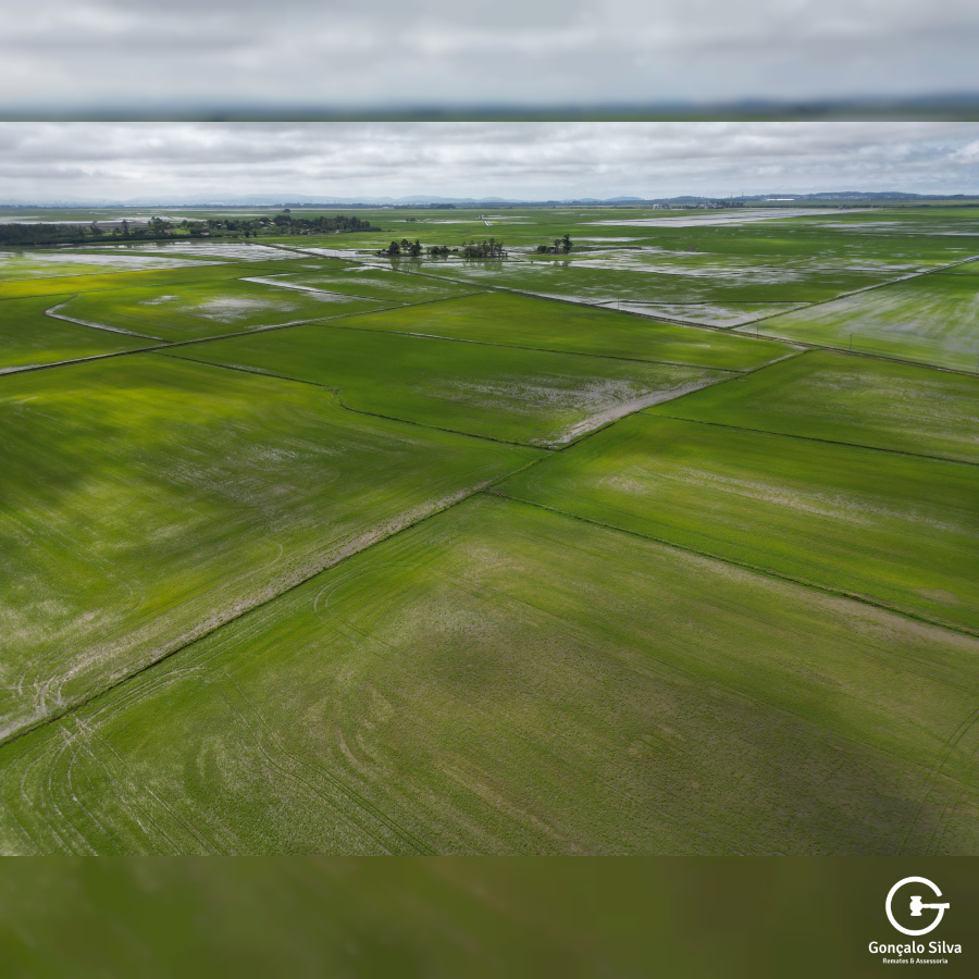 Área com 223 Hectares em Eldorado do Sul