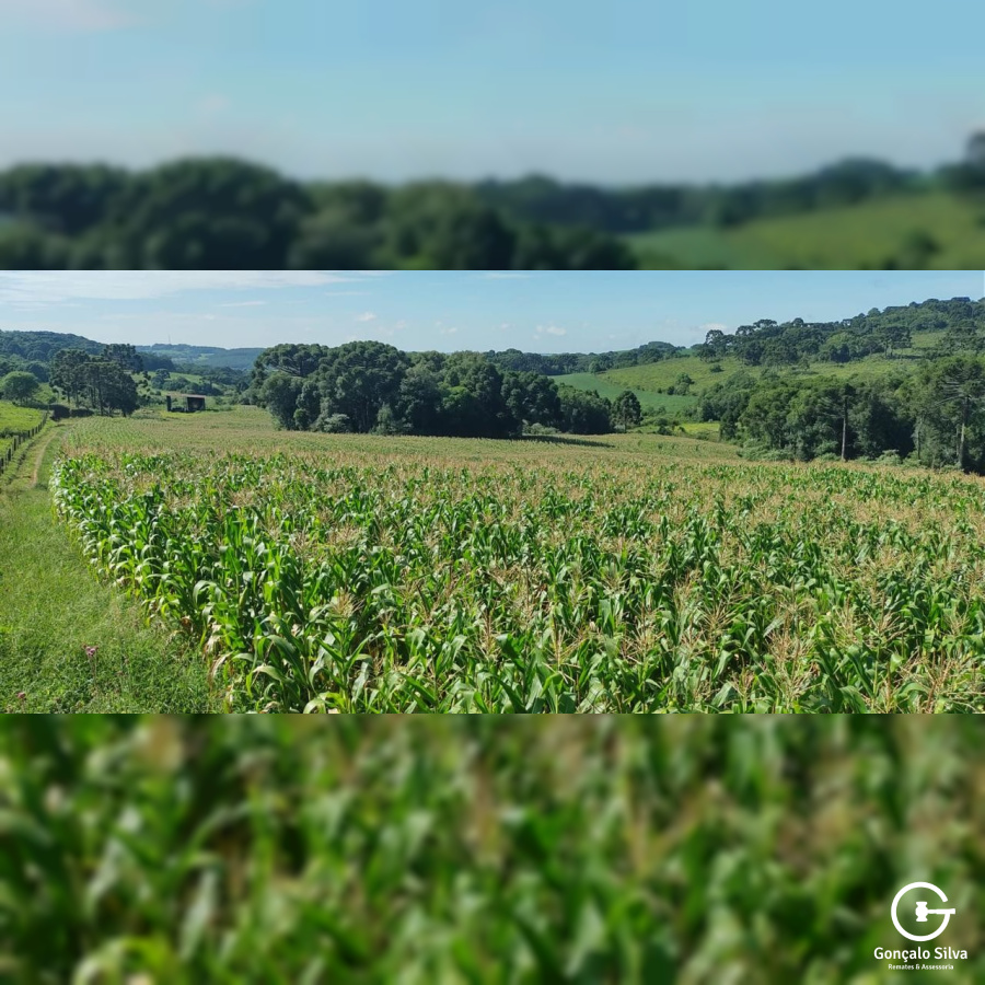 Área com 15,5 Hectares em Vacaria