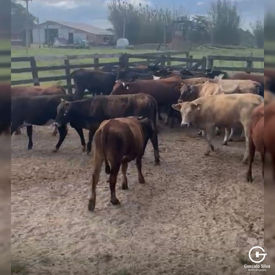 BOVINOS - 32 NOVILHAS - ASPADAS E MOCHAS