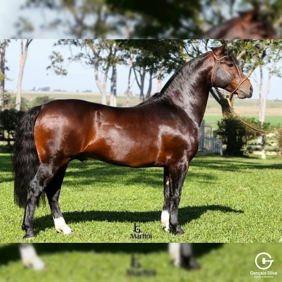 AS MALKE HECHO A MANO  Cota de 5%