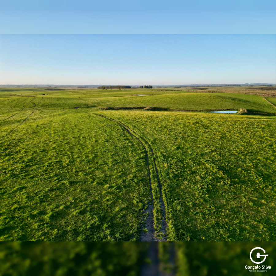 Fazenda com 410 Hectares em Bagé