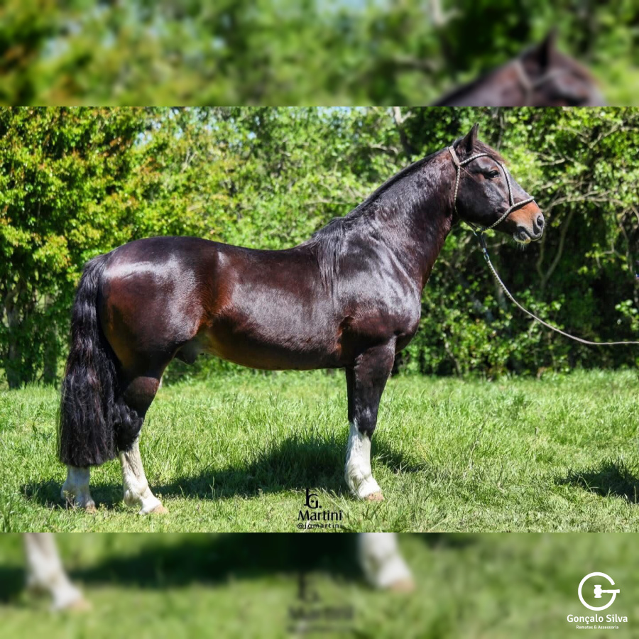 BUZZO DA MAYA - DIREITO DE USO 