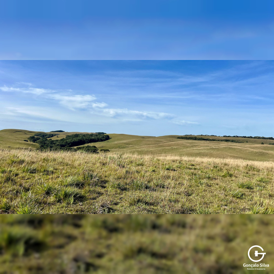 Fazenda com 425 Hectares em Caxias do Sul