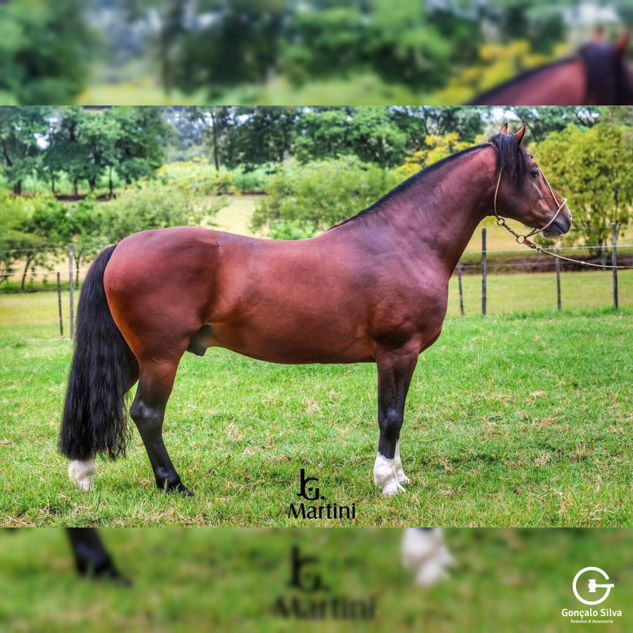 BUENO DE QUARACI - Direito de uso 1 cobertura