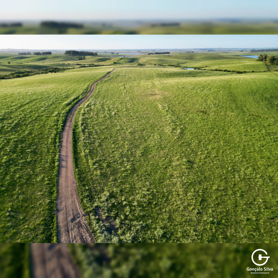 Fazenda com 410 Hectares em Bagé