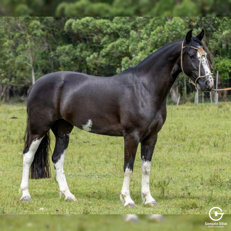EGUA DOMADA - Picaça Pampa filha Xeque Mate da Boa Vista