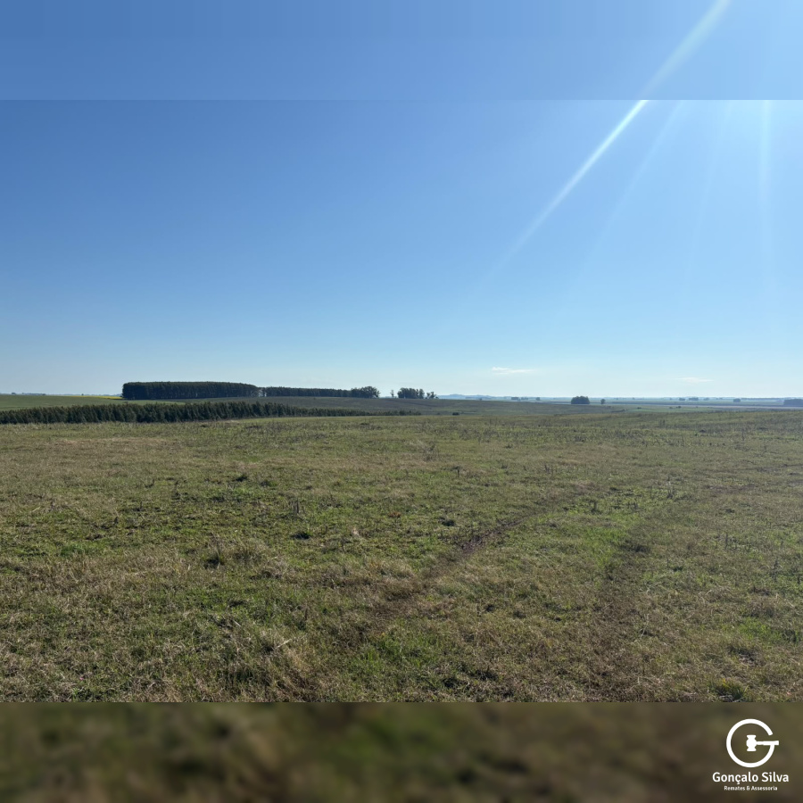 Fazenda com 360 Hectares em Candiota/Bagé