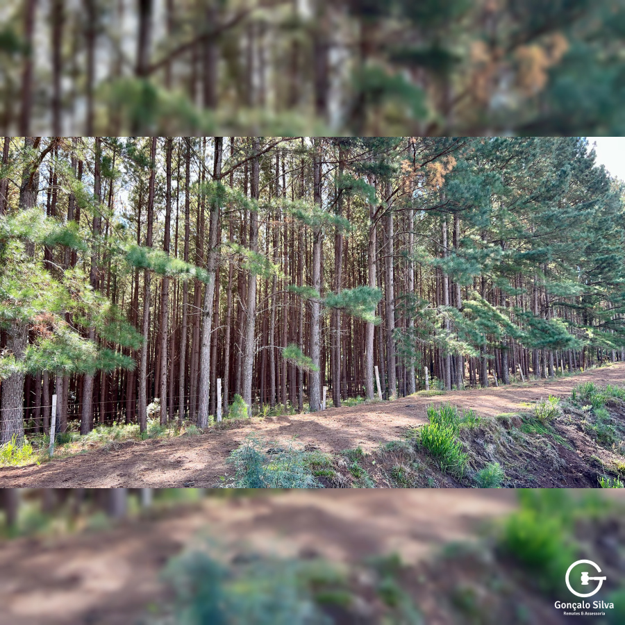Fazenda com 425 Hectares em Caxias do Sul