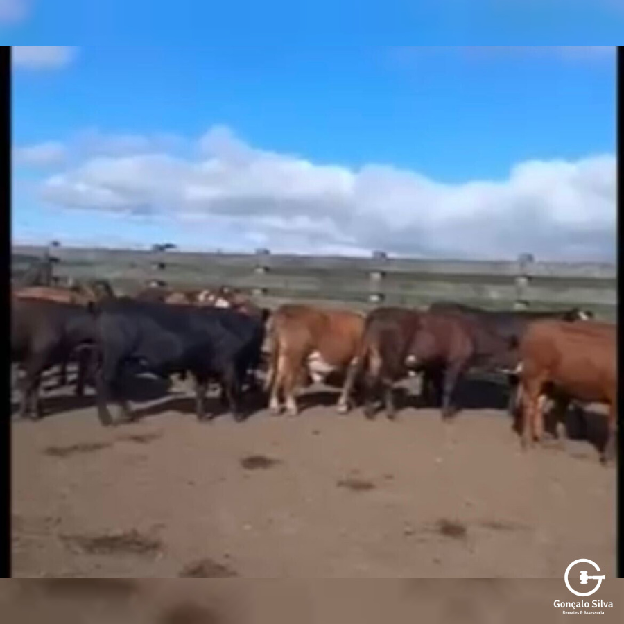 BOVINOS - 20 TERNEIROS CASTRADOS - PRETOS CARETAS/BRAFORD