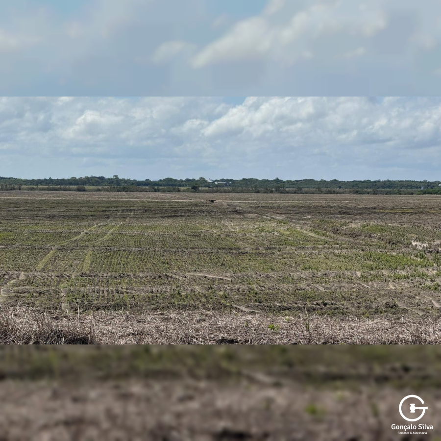 Área Rural com 132 Hectares em Tapes