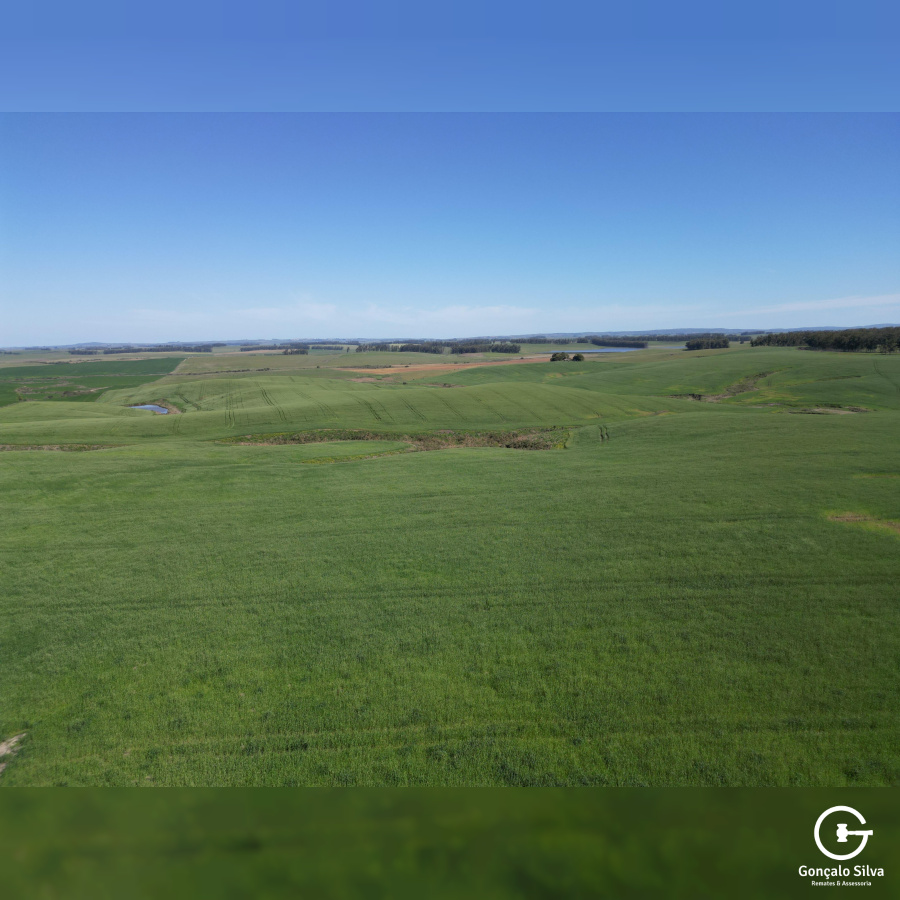 Área rural com 100 Hectares em Aceguá