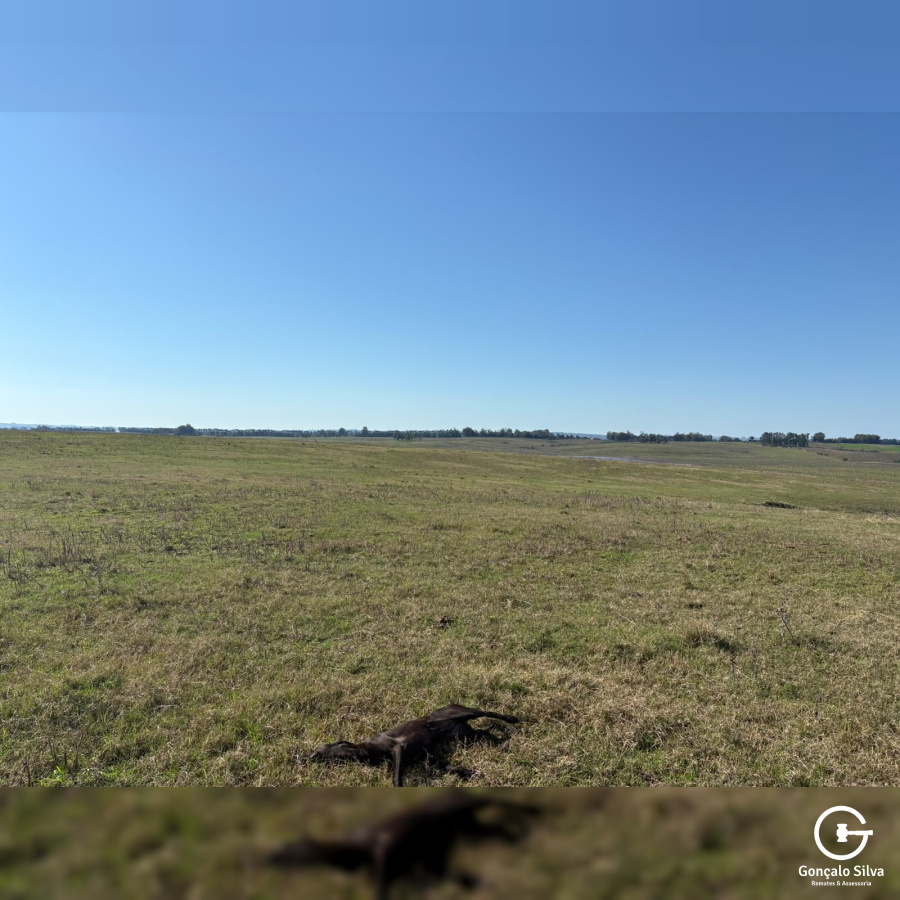 Fazenda com 360 Hectares em Candiota/Bagé