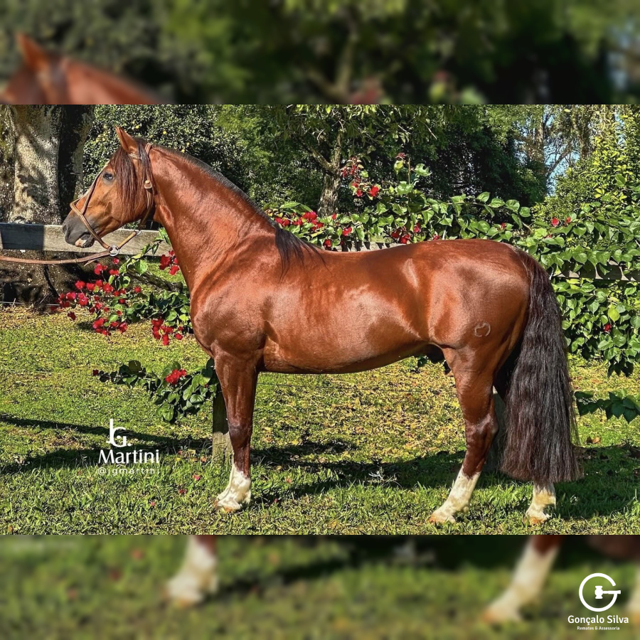 SANTA ALICE NUBLADO II - COBERTURA 