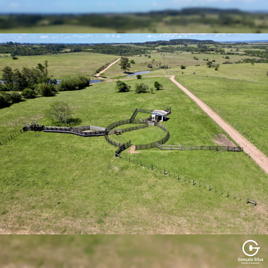 Fazenda com 97 Hectares, com estrutura para cabanha a 1H de POA