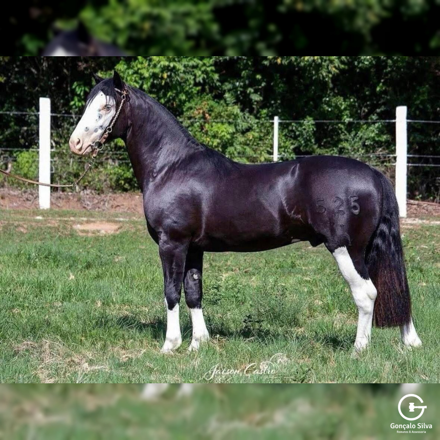 COBERTURAS MARCONI XERIFE 