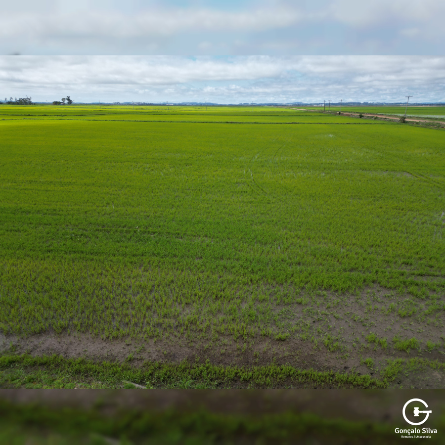 Área com 223 Hectares em Eldorado do Sul