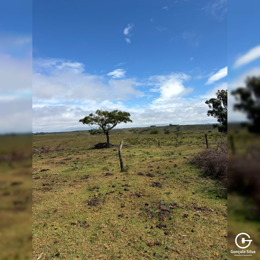 Área rural com 115 Hectares em Candiota