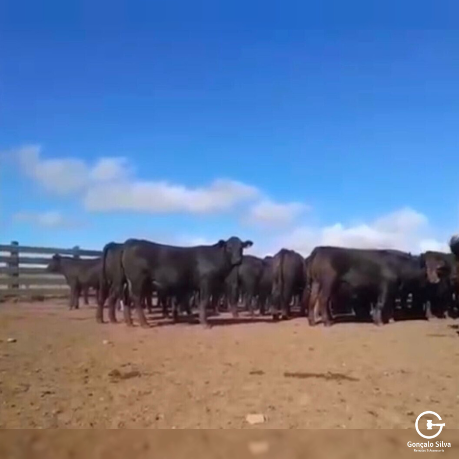 BOVINOS - 68 TERNEIROS CASTRADOS CRUZA - ANGUS E BRAFORD