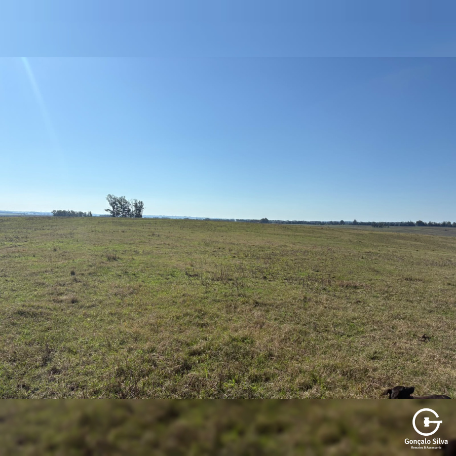Fazenda com 360 Hectares em Candiota/Bagé