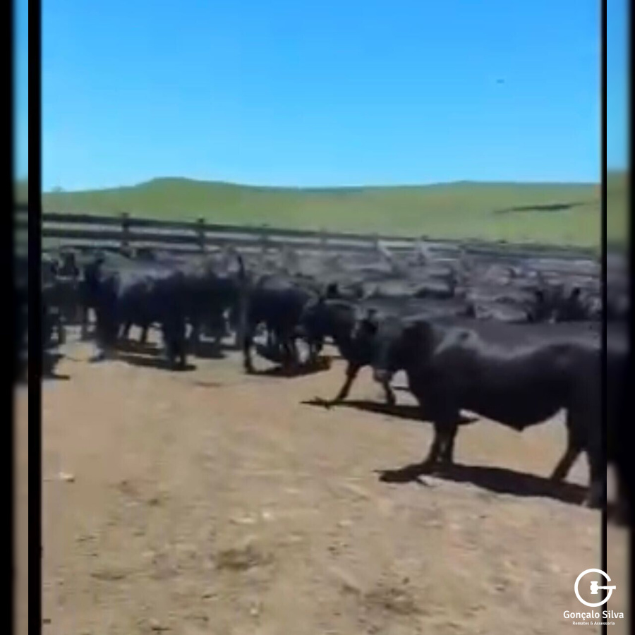 BOVINOS - 98 TERNEIROS CASTRADOS - CRUZA ANGUS 