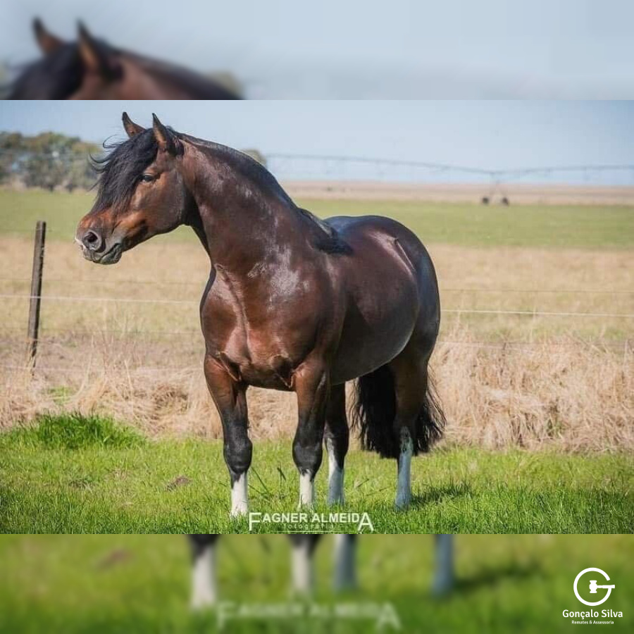 COBERTURA BASCO VENENO