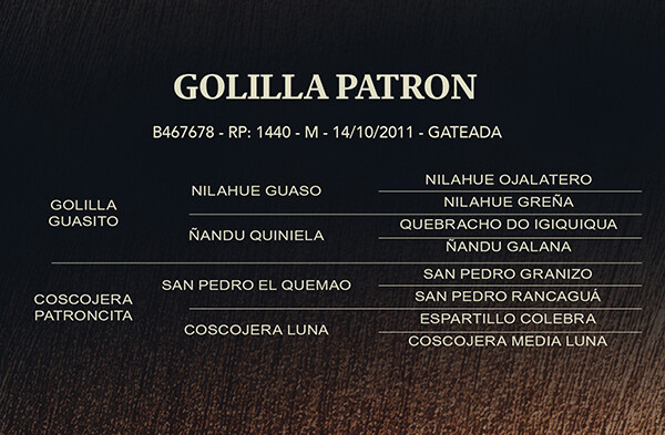 Geração GOLILLA PATRON