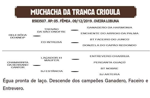 Geração MUCHACHA DA TRANÇA CRIOULA