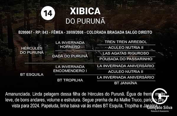 Geração XIBICA DO PURUNÃ