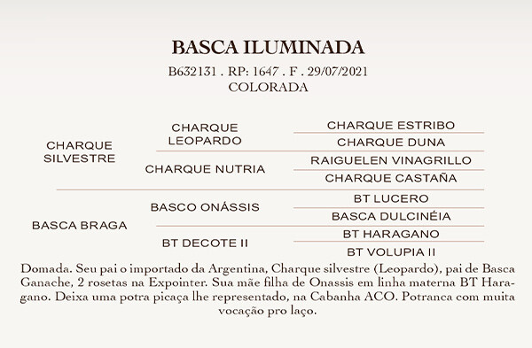 Geração BASCA ILUMINADA
