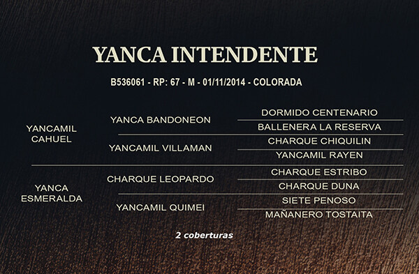 Geração YANCA INTENDENTE