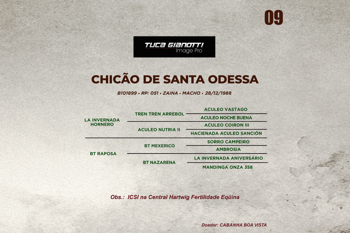 Geração CHIÇÃO DE SANTA ODESSA - VIA ICSI