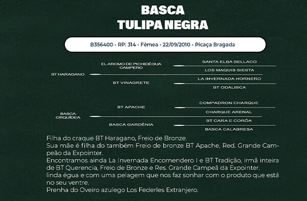 Geração BASCA TULIPA NEGRA