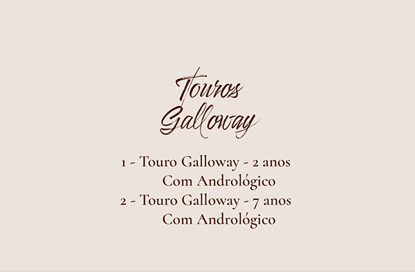 Geração TOUROS GALLOWAY Com Andrológico - Pesos Touro 2 anos 469 kgs - Touro 7 anos 794 kgs