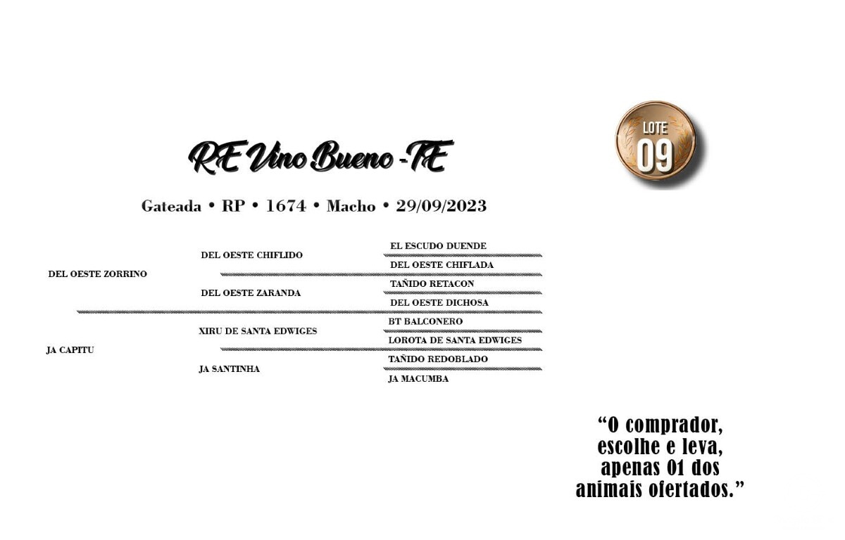 Geração RE VINO BUENO-TE (VENDA VERTICAL)