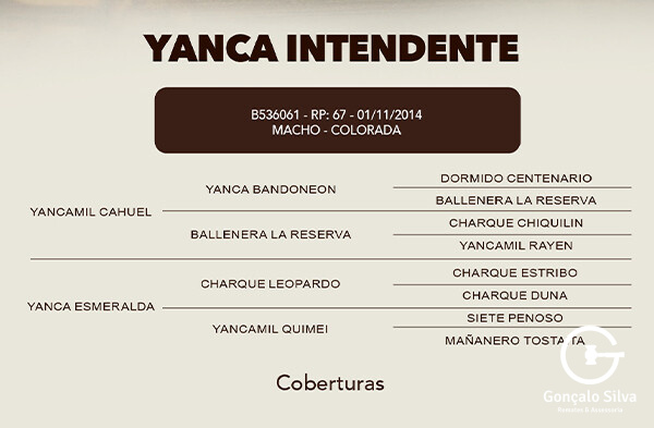 Geração COBERTURA YANCA INTENDENTE 
