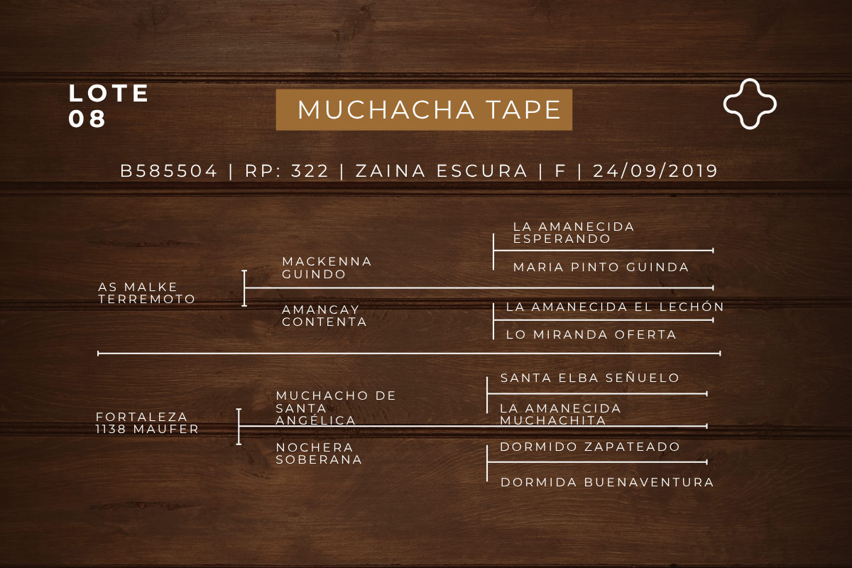Geração MUCHACHA TAPE