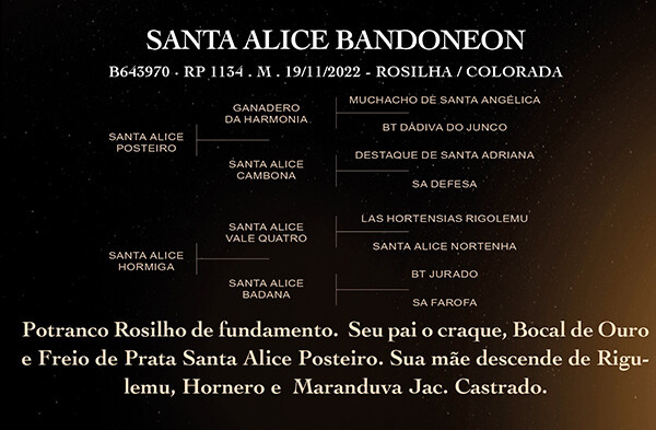 Geração SANTA ALICE BANDONEON