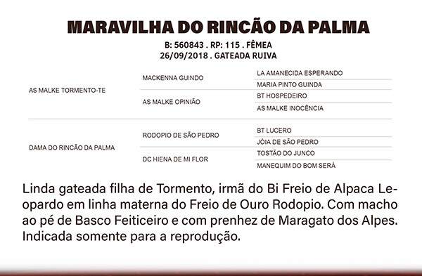 Geração MARAVILHA DO RINÇÃO DA PALMA