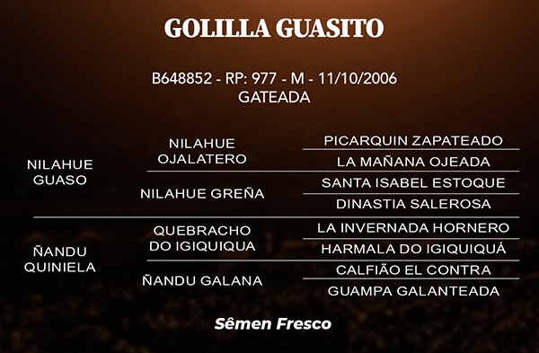 Geração GOLILLA GUASITO