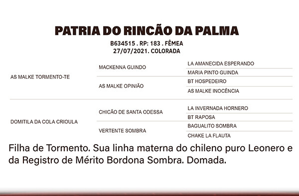 Geração PÁTRIA DO RINÇÃO DA PALMA