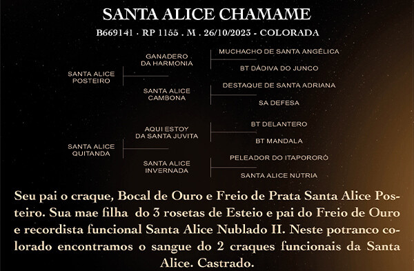 Geração SANTA ALICE CHAMAME