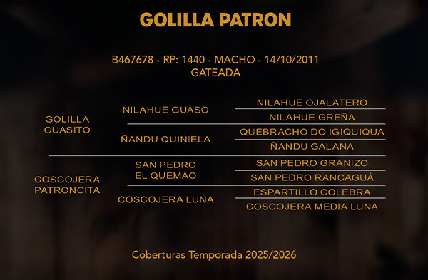 Geração GOLLILA PATRON