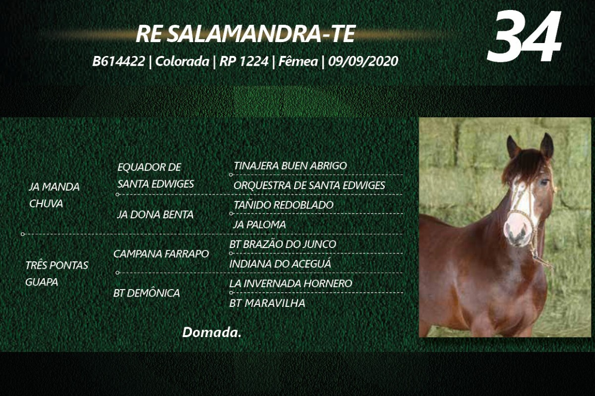 Geração RE SALAMANDRA-TE