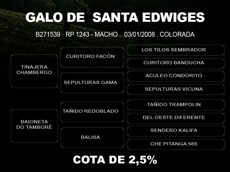 Geração COTA 2,5% GALO DE SANTA EDWIGES 