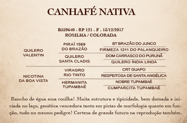 Geração CANHAFÉ NATIVA