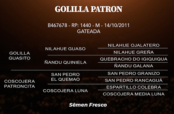 Geração GOLILLA PATRON